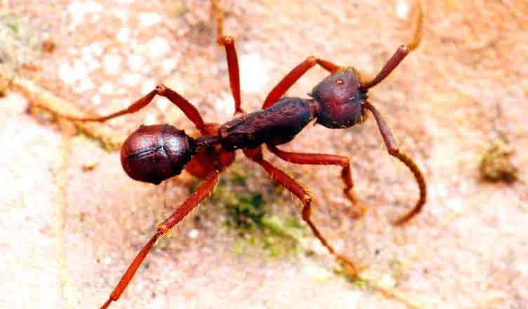 Nunca imaginarás cómo viaje esta nueva especie de escarabajo