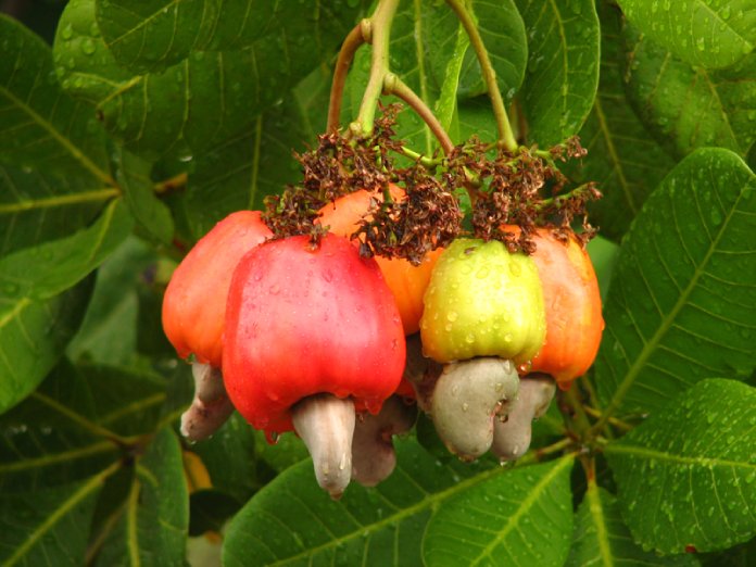 Fruta ackee.