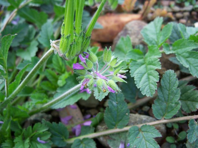 Una de las tantas plantas almizcleras: Erodium moschatum.