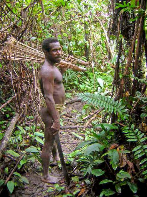 Kolufos de Nueva Guinea.
