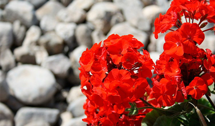 Geranios en flor