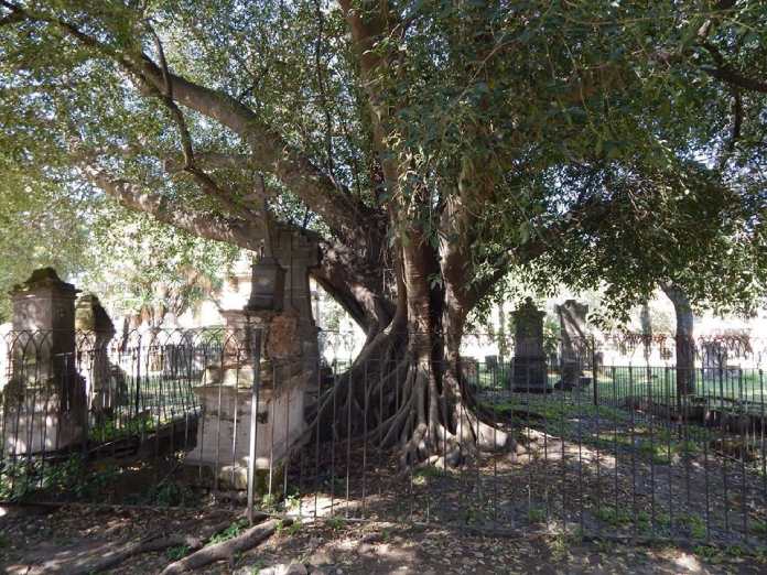 El árbol vampírico.