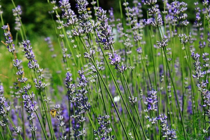 Lavanda.