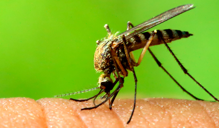 Personas inmunes a los mosquitos